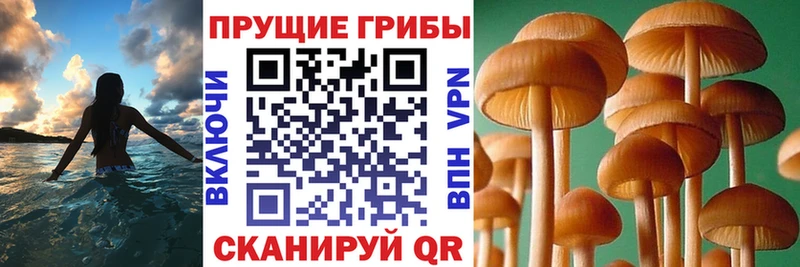 Купить закладки  Кодинск  Галлюциногенные грибы Magic Shrooms 